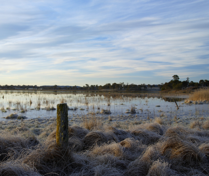 A beautiful wetland with several types of native grass growing next to and out of the water