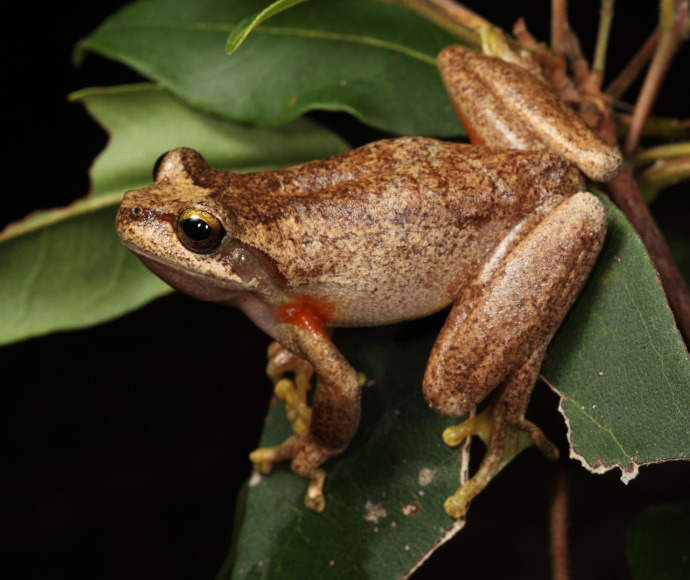 A cute brown tree frog with red armpits and green toes