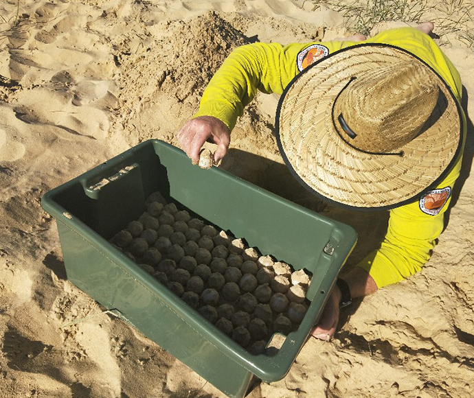 NPWs staff overseeing box with eggs sacked in it