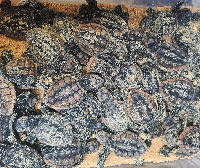 The hatchlings at Taronga Zoo's Wildlife Hospital