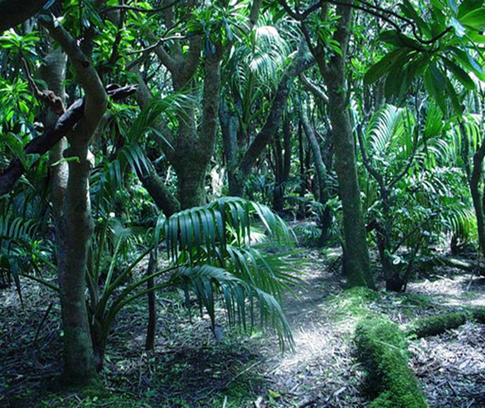 Lord How Island Earth Worm habitat