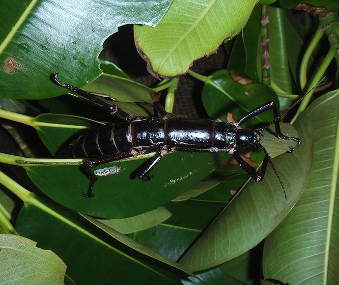 Lord Howe Island Phasmid stick insect Dryococelus australis. Female feeding on browse