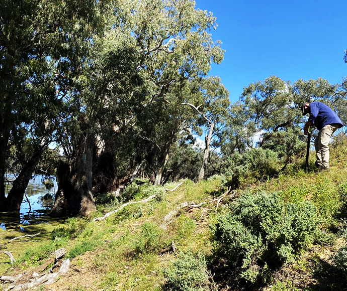 A staff member checking for waterbird nests