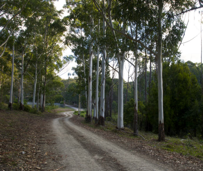 Flooded Gum Avenue, entrance to Myer House, Penders Mimosa Rocks National Park