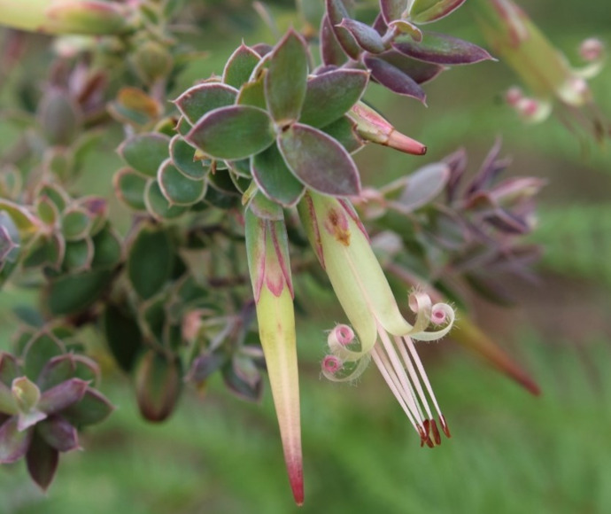 The single hanging pale green flower with fine red stripes of montane green five-corners (Styphelia perileuca)