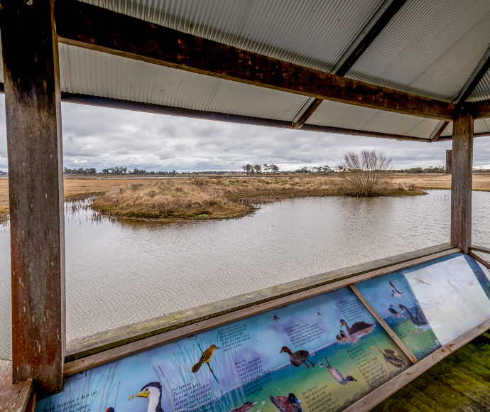 An observatory deck overlooking a wetland with scrub that birds hide in