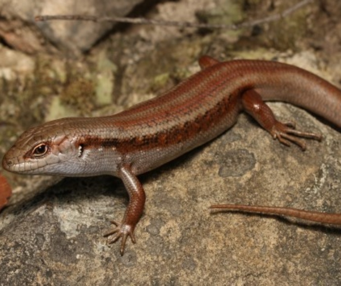 Mountain skink (Liopholis montana)