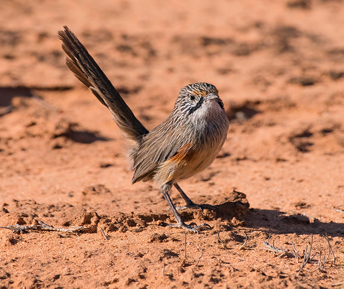 Murray Mallee striated grasswren, Amytornis striatus howei
