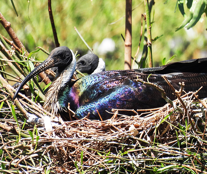 A straw-necked ibis (Threskiornis spinicollis) nesting