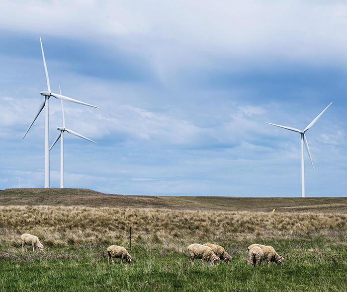 Windmills at Boco Rock Wind Farm, Nimmitabel. Sheep graze in the foreground