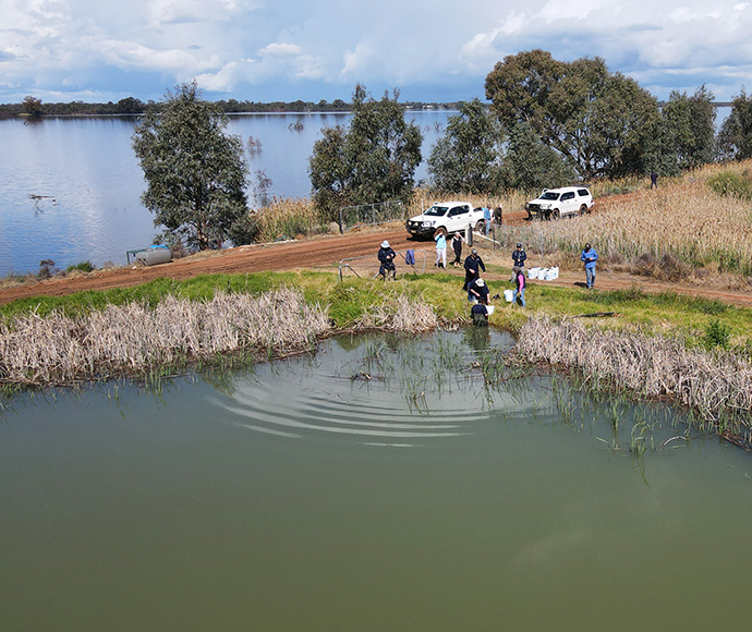 Southern pygmy perch release, Paika Lake