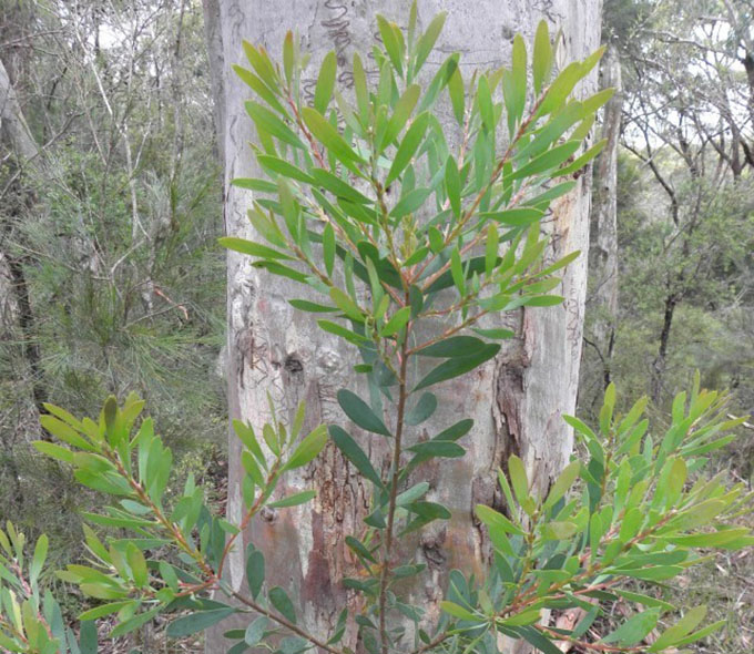 Persoonia glaucescens Sieber ex Spreng