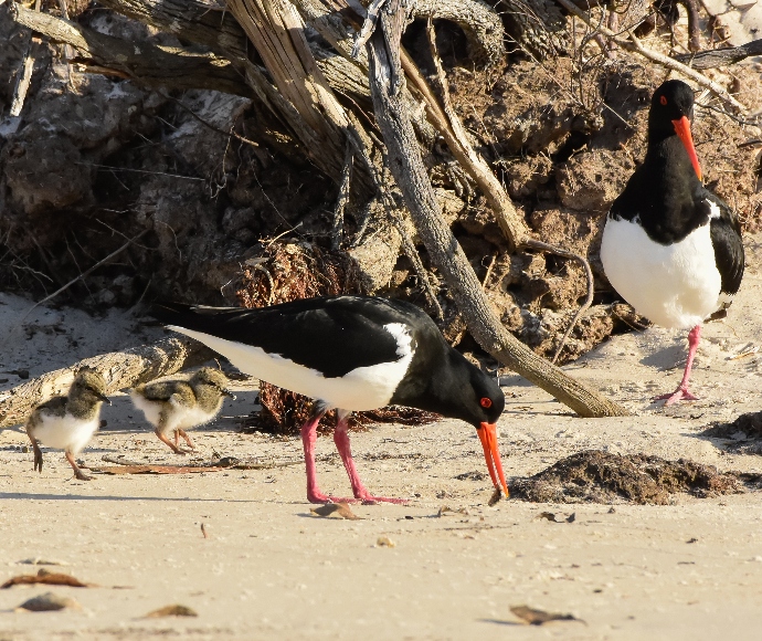 Pied oystercatchers (Haematopus longirostris) with 2 chicks