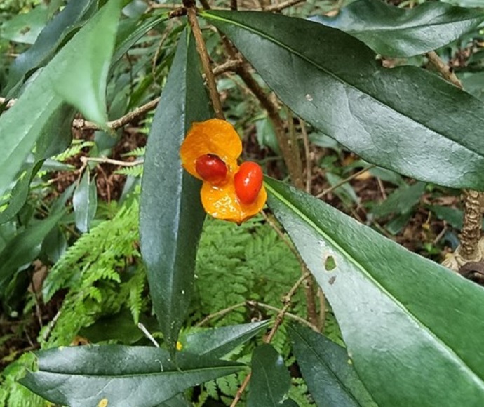 Pittosporum kororoense