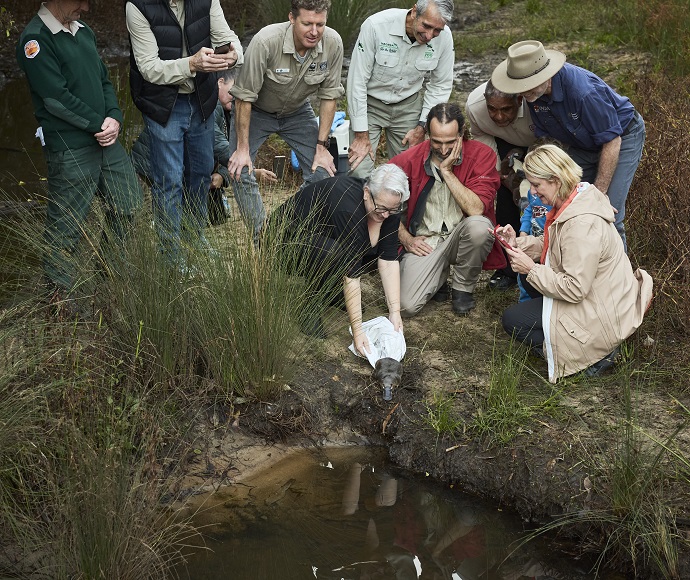 Platypus (Ornithorhynchus anatinus) being released at Royal National Park by a group of people