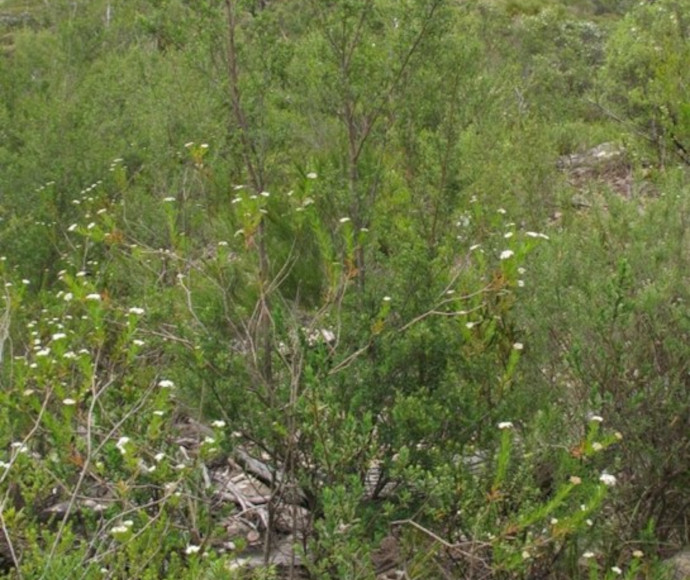 Pomaderris gilmourii N.G.Walsh var. gilmourii
