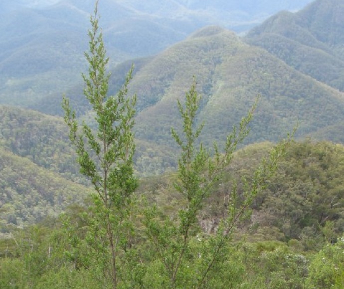 Pomaderris gilmourii var. cana