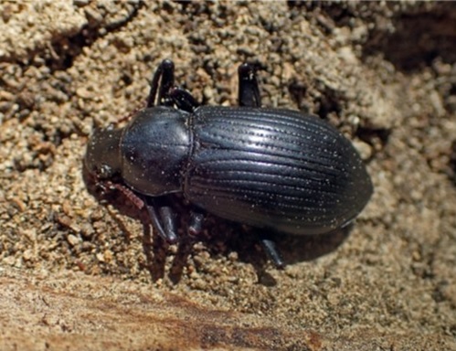 Promethis sterrha Olliff, 1889 (Tenebrionidae)