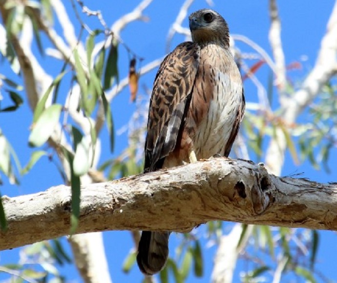 Red goshawk (Erythrotriorchis radiatus)