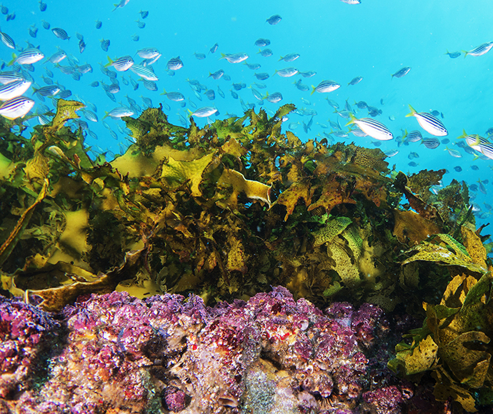 Ecklonia radiata - Crayweed