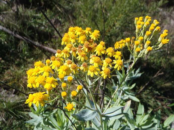 Senecio linearifolius var. dangarensis