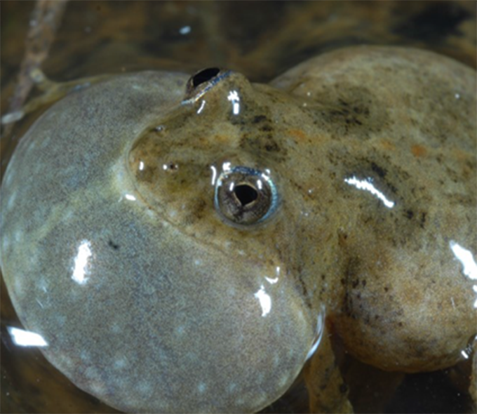 Sloane's froglet Littlejohn