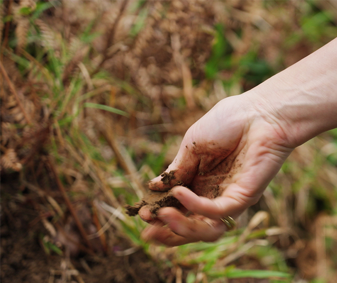 Hand holding soil