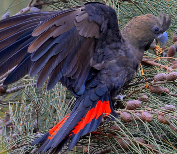 South-eastern glossy black cockatoo