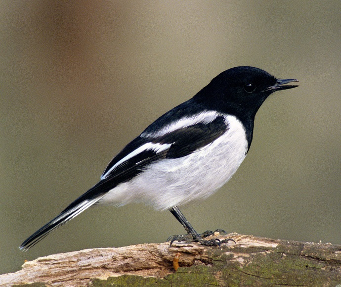 South-eastern hooded robin (Melanodryas cucullata cucullata)