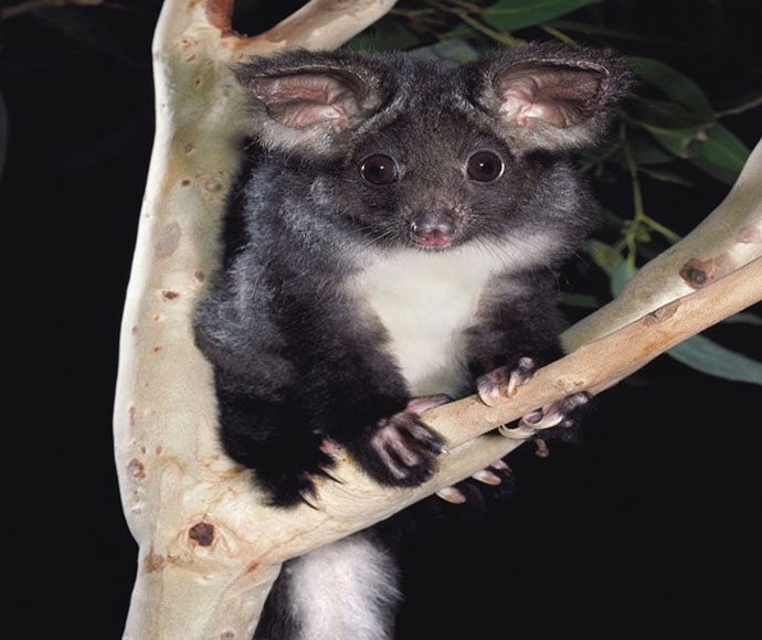 Southern Great Glider