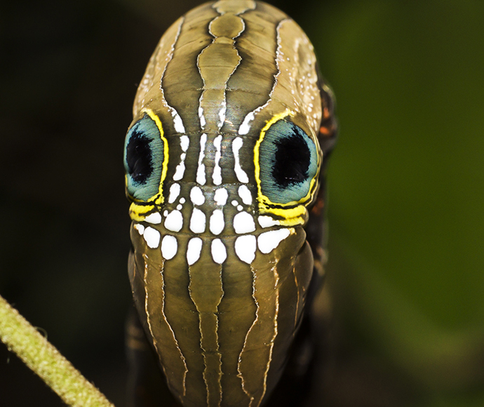 Southern pink underwing moth, caterpillar (Phyllodes imperialis smithersi)