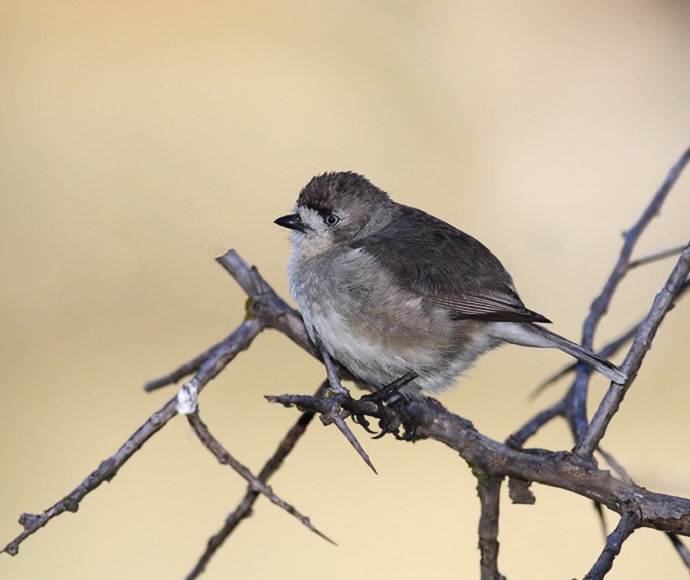 Southern whiteface (Aphelocephala leucopsis)