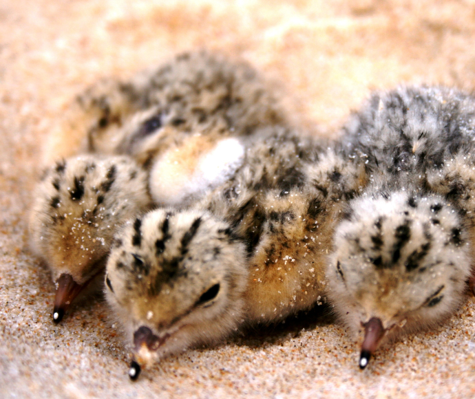 Little Tern chicks (Sternula albifrons) huddled together