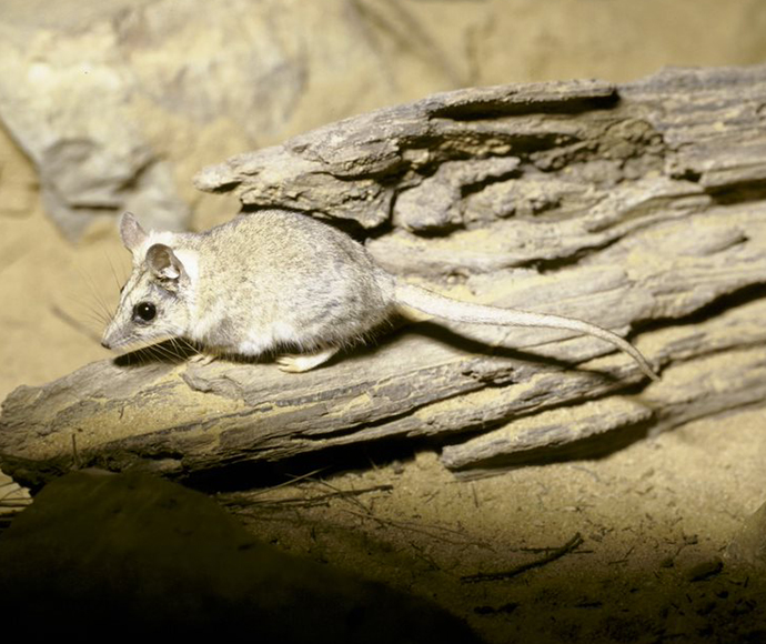Stripe-faced dunnart (Sminthopsis macroura)