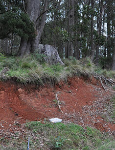Roadside embankment showing a Red Dermosol in the Nowendoc/Tuggolo Creek region in the Hunter catchment NSW.