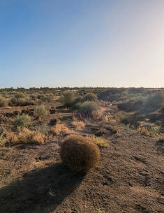 A landscape view of Mungo National Park in the Willandra Lakes World Heritage Region, featuring a dry, arid terrain with sparse vegetation and a tumbleweed in the foreground. The sun is low in the sky, casting long shadows and creating a warm, golden light over the scene.