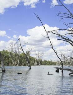 The image shows a serene river scene with several dead trees standing in the water. The sky is bright blue with scattered white clouds. On both sides of the river, there are dense green forests. The dead trees in the water create an interesting contrast with the lush greenery in the background. The scene is calm and peaceful, with the reflection of the trees visible on the water's surface.