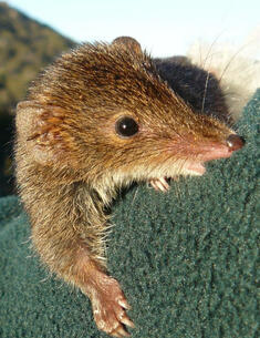 Black-tailed antechinus (Antechinus arktos) being held by threatened species officer