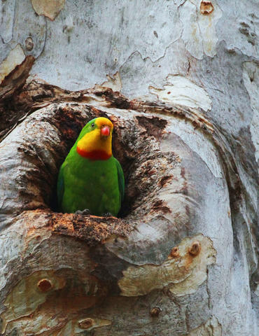 Colourful parrot nested snugly in small tree hollow
