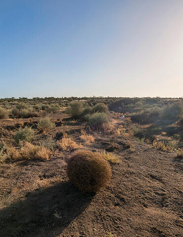 A landscape view of Mungo National Park in the Willandra Lakes World Heritage Region, featuring a dry, arid terrain with sparse vegetation and a tumbleweed in the foreground. The sun is low in the sky, casting long shadows and creating a warm, golden light over the scene.