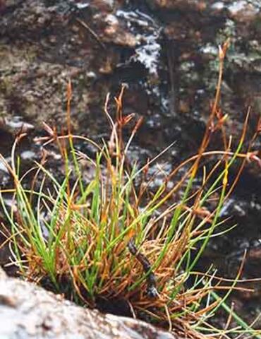 Brown-tipped grass.