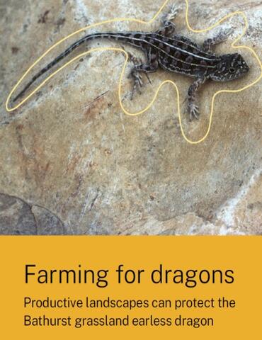 Cover image of the publication 'Farming for dragons: productive landscapes can protect the Bathurst grassland earless dragon', featuring a picture of a dragon