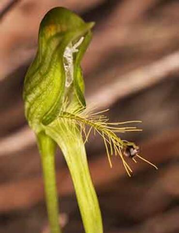 Orchid with fine threads.