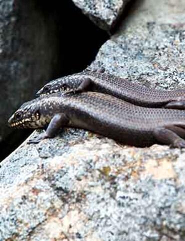 Two brown lizards on a rock.
