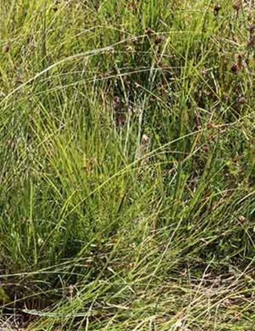 Grassy plant.