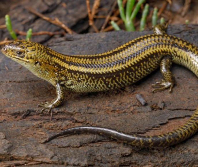 Swamp skink (Lissolepis coventryi)