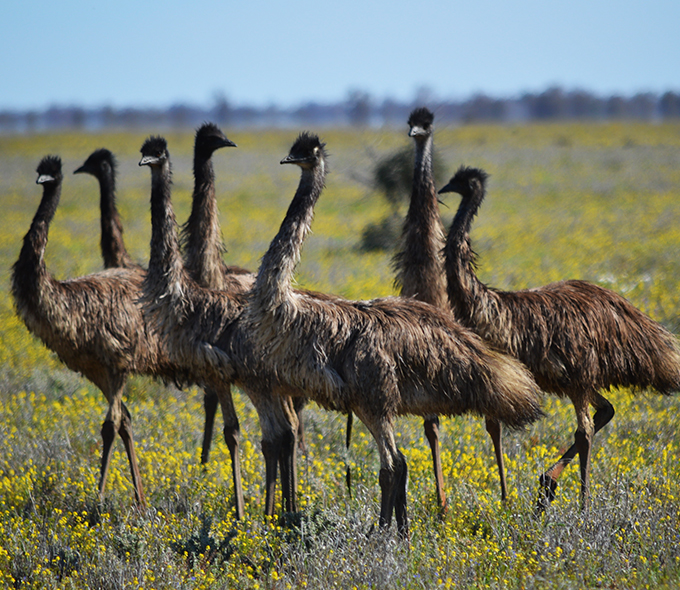 A tight group of emus standing in a field of yellow flowers