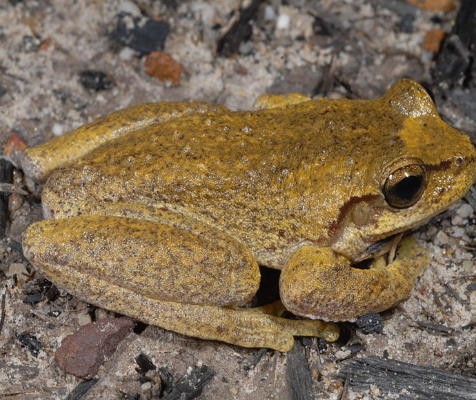 Watsons tree frog