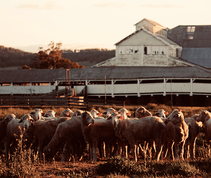 Windy Station Woolshed