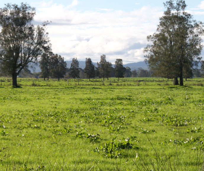 A very flat, lush green field criss-crossed by fence-lines and dotted with trees